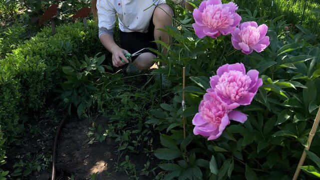 Woman Trimming Peony Leaves Before Building Garden Path