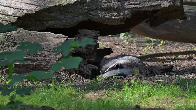European badger (Meles meles) lying down to sleep in front of sett / den under fallen tree trunk in forest in spring / summer