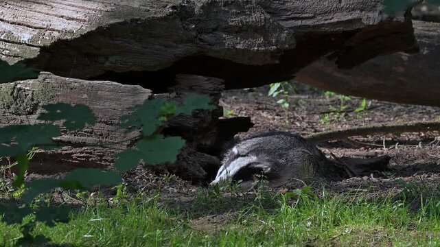 European badger (Meles meles) sleeping and waking up in front of sett / den under fallen tree trunk in forest in spring / summer