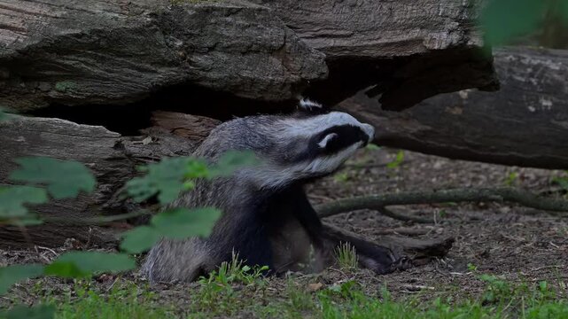 European badger (Meles meles) grooming and scratching fur in front of sett / den under fallen tree trunk in forest in spring / summer