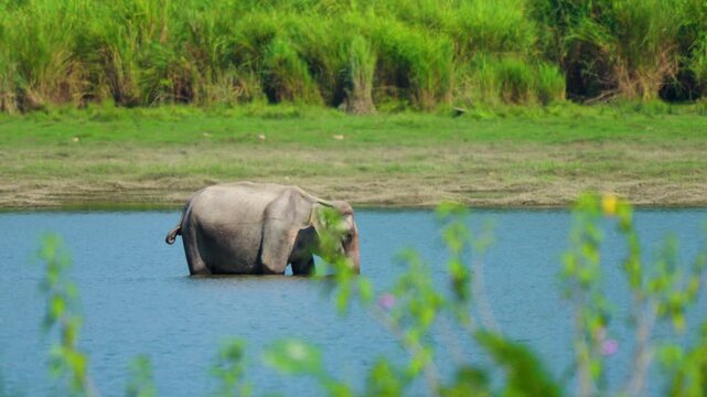 An authentic cinematic shot of a wild elephant bathing and drinking in a river in India. Great for sustainability and ecotourism documentaries.