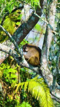 A cinematic shot of a wild Assamese macaque monkey resting on a thick tree branch in the lush tropical forests of India. Authentic wildlife behavior in a natural habitat.
