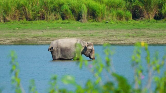 A majestic wild elephant stands in a calm river in India, surrounded by lush green vegetation. Authentic wildlife scene for sustainability and nature documentaries.