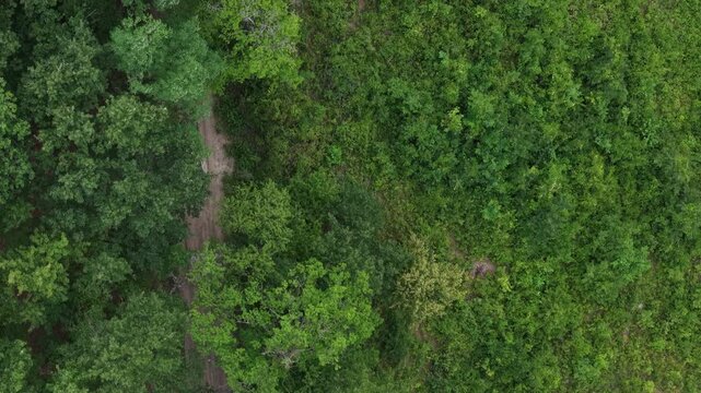 An aerial view reveals a winding dirt path through a lush green forest, emphasizing natural beauty and serene wilderness.
