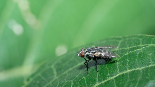 Macro shot of common housefly resting on green leaf