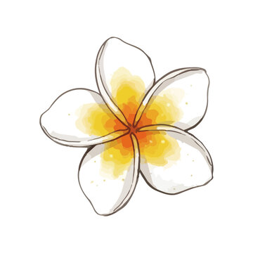 Glossy plumeria flower illustration with fresh tropical petals, vibrant botanical beauty and elegant floral design ／ シズル感のあるプルメリアのイラスト、艶やかな南国の花びらと瑞々しい美しさを表現した華やかなボタニカルイラスト