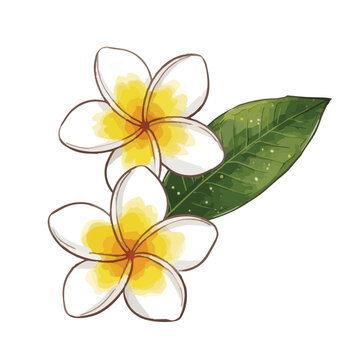 Glossy plumeria flower illustration with fresh tropical petals, vibrant botanical beauty and elegant floral design ／ シズル感のあるプルメリアのイラスト、艶やかな南国の花びらと瑞々しい美しさを表現した華やかなボタニカルイラスト