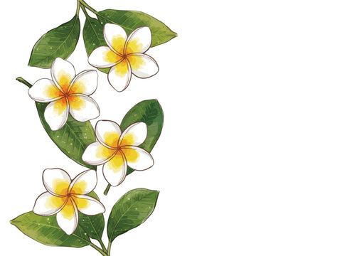 Glossy plumeria flower illustration with fresh tropical petals, vibrant botanical beauty and elegant floral design ／ シズル感のあるプルメリアのイラスト、艶やかな南国の花びらと瑞々しい美しさを表現した華やかなボタニカルイラスト