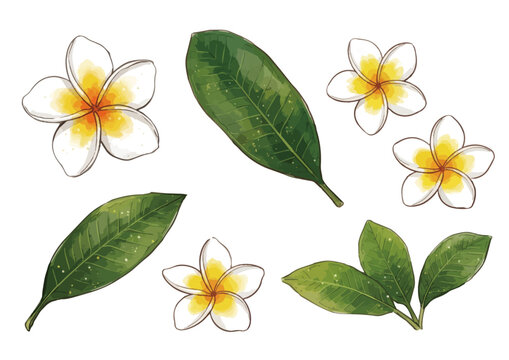Glossy plumeria flower illustration with fresh tropical petals, vibrant botanical beauty and elegant floral design ／ シズル感のあるプルメリアのイラスト、艶やかな南国の花びらと瑞々しい美しさを表現した華やかなボタニカルイラスト