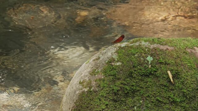 苔むした石の上で休むミヤマカワトンボ（環境音あり）