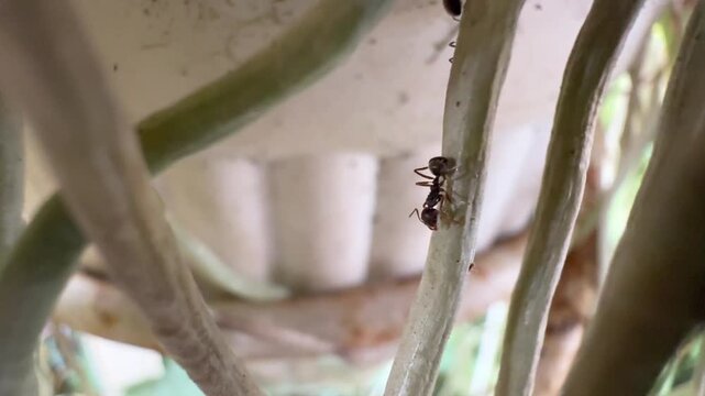 Single Black Ant Crawling Down an Aerial Plant Root, A detailed close-up of a solitary black ant walking vertically down a thick, pale green aerial root, likely from an orchid plant, with a blurred po