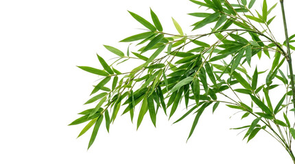 Fototapeta premium Green bamboo leaves isolated on transparent background