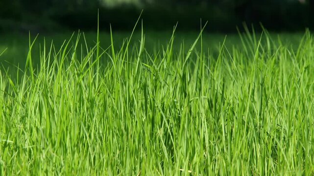 Vibrant Green Rice Paddy Field: A close-up view of a lush, verdant rice paddy field, showcasing the dense growth and fresh green stalks stretching towards the horizon.