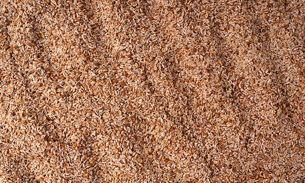 Plantago ovata seeds, Psyllium husk, isabgol dietary fiber or ispaghula