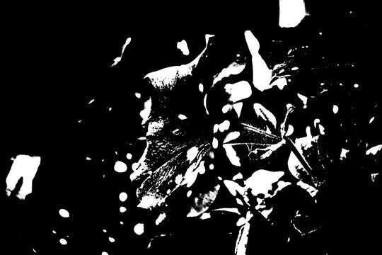 Abstrakte Pop-Art Bl&auml;tter und Blumen Kontrast Illustration Schwarz Wei&szlig;