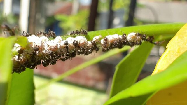 Black Ants Farming White Scale Insects on a Green Stem, Extreme macro footage showing a dense cluster of black ants tending to and farming white scale insects or mealybugs on a vibrant green plant ste