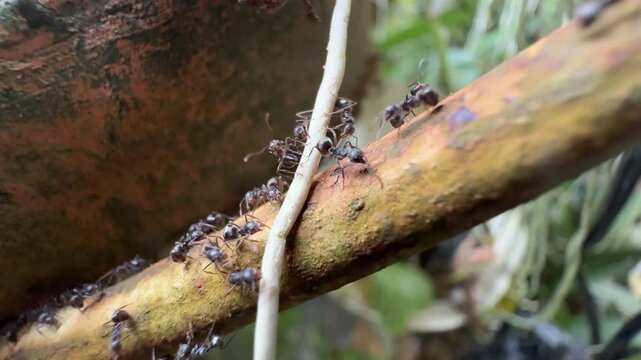 Black Ants Climbing a White String and Rusty Metal Pipe, A close-up macro shot capturing a busy colony of black ants marching across a rusty brown pipe and climbing a white string in an outdoor garden