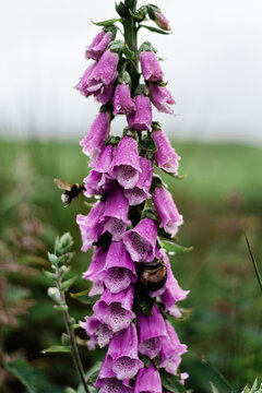 Wild Beauty of the Scottish Highlands