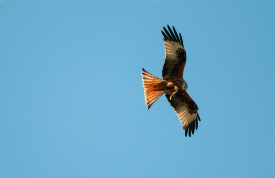 Red Kite Milvus Milvus in flight with prey