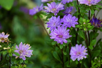 Obraz premium 夏に咲く紫の菊