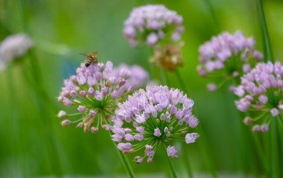 Bee on the purple garlic flower ball in green meadow, wild herb flower and bee background