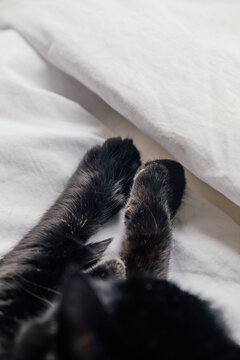 cute paws, front legs of black cat on white bed
