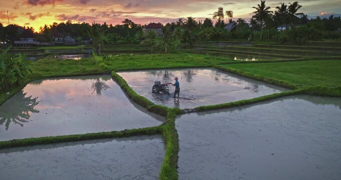 Farmer using a walking tractor or weeder to plow a flooded rice paddy field on Bali island, creating reflections of the colorful sunset sky and surrounding tropical landscape. Rural Indonesian scene