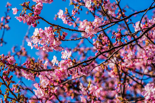 Blooming Kawazu Cherry Blossom Tree Against Blue Sky in Japan