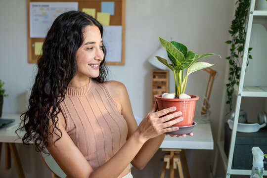 Young Hispanic woman gently taking care of indoor plants in cozy house. 