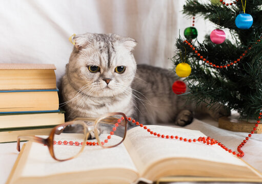 Curious gray cat lying next to books and Christmas tree