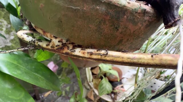 Swarm of Black Ants on Rusty Rod Near Plant Roots, Macro shot capturing a large number of black ants actively moving along a curved, rusty metal rod situated under a clay pot amidst green leaves and a