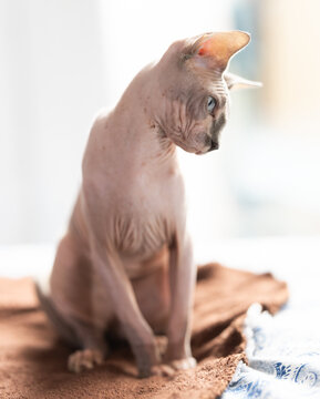 cat and sphinx hairless sphinx on a soft blanket