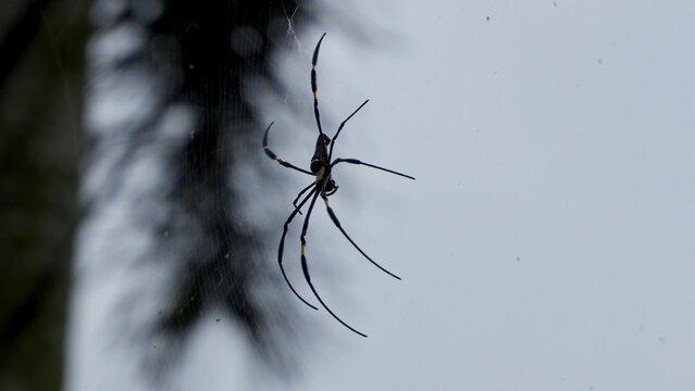 Side view of a large long legged spider hanging on an orb web against a pale sky, with visible web strands and copy space for wildlife and arachnid concepts.