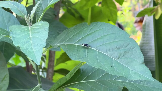 Small Black Insect Resting on a Large Green Leaf, A close-up macro shot of a small black fly or winged insect resting quietly on the textured surface of a broad green plant leaf outdoors.