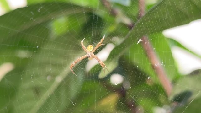 Close Up of a Yellow Orb Weaver Spider in Its Web, Detailed macro shot of a vibrant yellow garden spider positioned in the center of its fine silk web against a smooth green bokeh background.