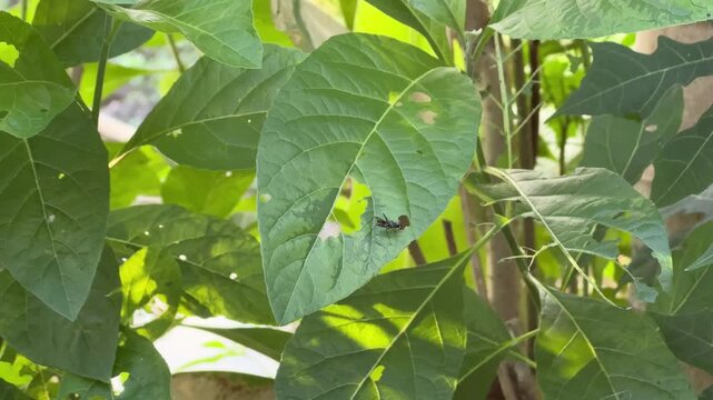 Small Winged Insect on a Damaged Green Leaf, A small black winged insect, likely a fly or wasp, resting on a bright green leaf that shows signs of insect damage and holes.