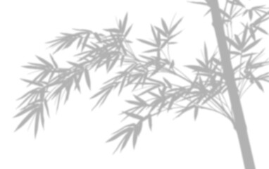Fototapeta premium Shadow of bamboo leaves and stem isolated on transparent background