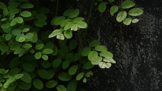 Small Green Leaflets on Bushy Shrub Branch, Fresh Tropical Garden Foliage Close-Up