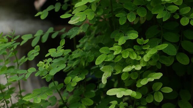 Small Green Leaflets on Bushy Shrub Branch, Fresh Tropical Garden Foliage Close-Up