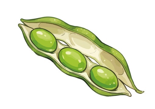 Appetizing edamame illustration with glossy green pods, fresh juicy texture and vibrant food styling ／ シズル感のある枝豆のイラスト、艶のある緑色のさやとみずみずしい質感を表現した美味しそうなフードイラスト