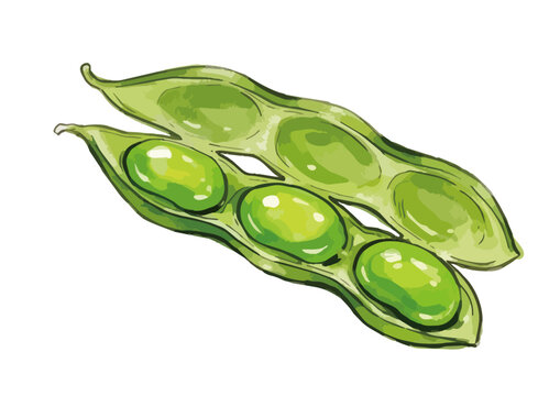 Appetizing edamame illustration with glossy green pods, fresh juicy texture and vibrant food styling ／ シズル感のある枝豆のイラスト、艶のある緑色のさやとみずみずしい質感を表現した美味しそうなフードイラスト