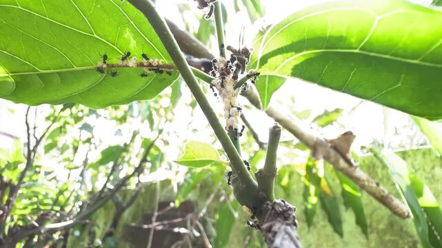 Black Ants Farming White Scale Insects on a Plant Stem, A macro view of a colony of black ants crawling on a green plant stem, tending to a cluster of white mealybugs or scale insects in bright sunlig