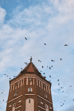 Medieval historic castle tower beneath birds