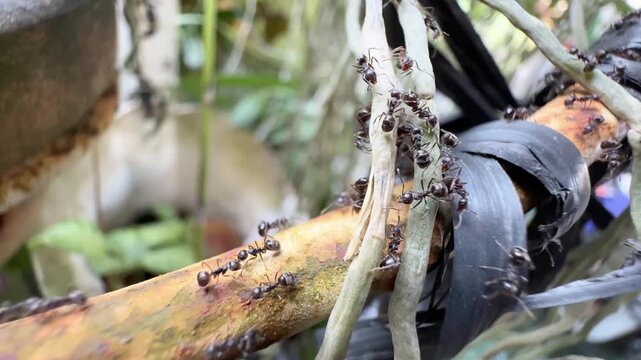 Swarm of Black Ants on Aerial Roots and Rusty Pipe, Detailed macro footage of a busy colony of black ants crawling over pale aerial plant roots and a rusty metal rod wrapped in black tape.