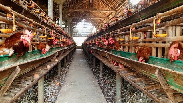 Symmetrical eye level shot a traditional bamboo poultry farm aisle with brown laying hens and fresh eggs