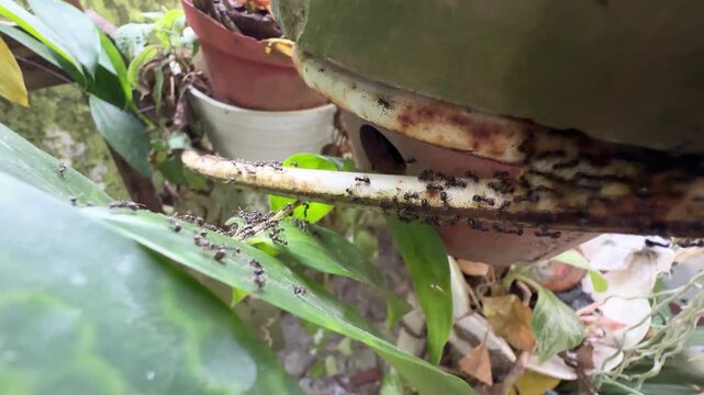 Large Colony of Black Ants on a Rusty Pipe and Green Leaves, A macro view of a heavy infestation of black ants swarming along a rusty metal pipe under a plant pot and crawling onto the broad green lea