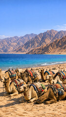 Fototapeta premium Camels resting on a sandy beach in the desert. Mountains are visible in the background.