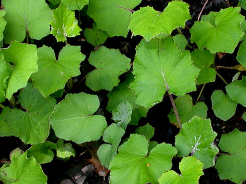 Tussilago farfara or coltsfoot plant image