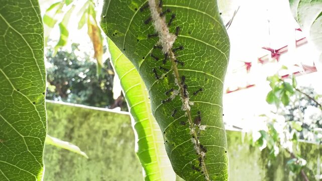 Black Ants Farming White Mealybugs on the Underside of a Leaf, A macro view looking up at a colony of black ants actively farming and protecting white scale insects along the central vein of a bright 