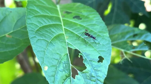 Small Black Insect Resting on a Damaged Green Leaf, Close-up macro footage of a small, long-legged black winged insect resting on a textured green plant leaf with visible insect bite holes.